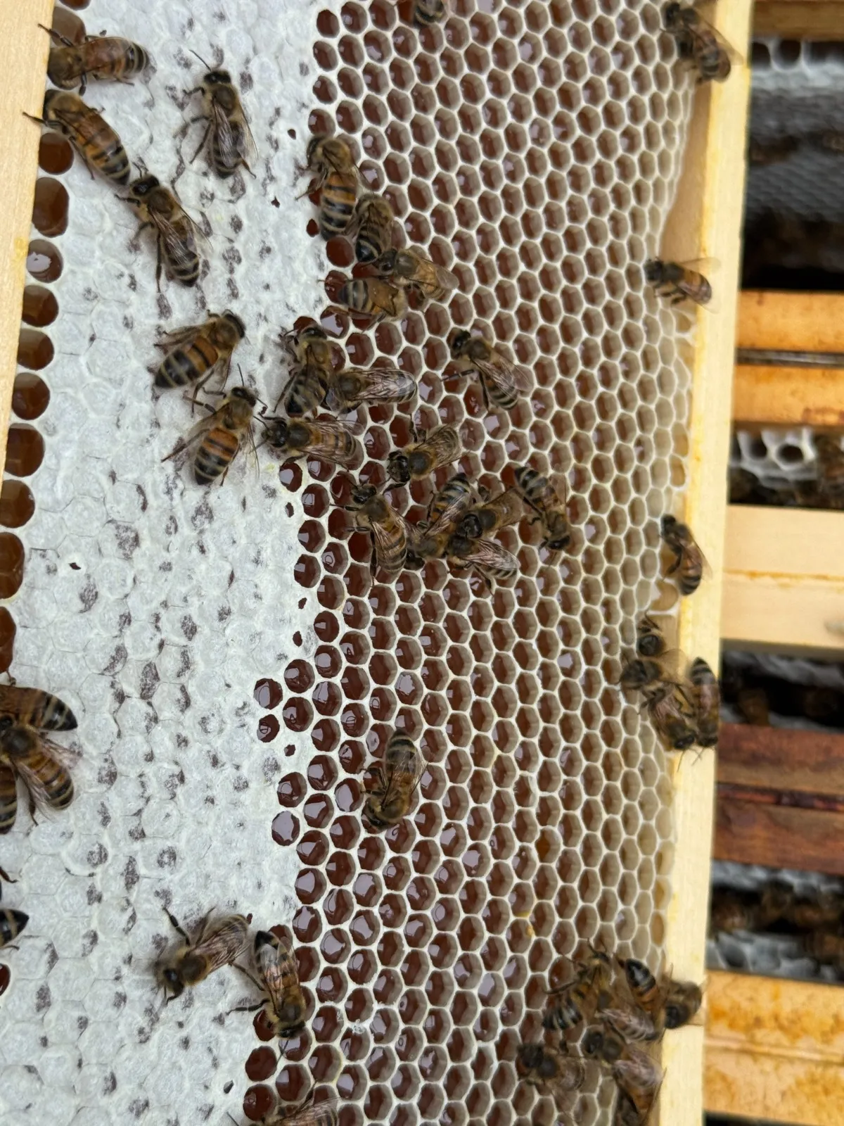 Cadre de miel doré operculé, couvert d'abeilles
